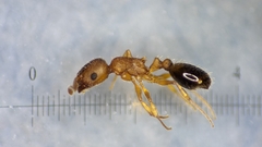 Temnothorax nylanderi