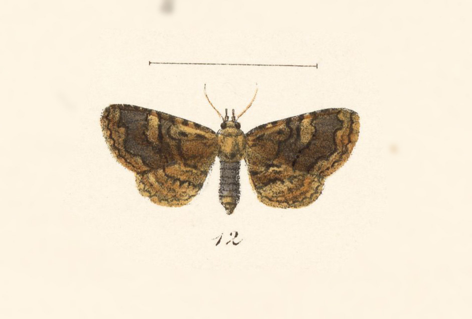 Metalectra agathia