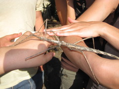 Bactrododema