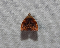 Choreutis aegyptiaca