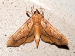 Anarmodia