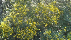 Coronilla valentina