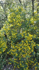 Coronilla valentina
