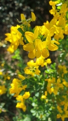 Coronilla valentina