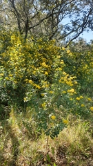 Coronilla valentina