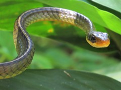 Chironius bicarinatus