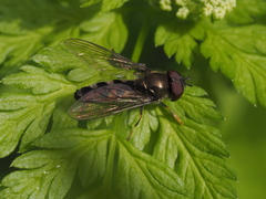 Platycheirus albimanus