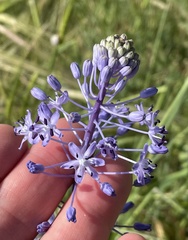 Scilla hyacinthoides