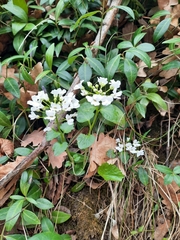 Pachyphragma macrophyllum