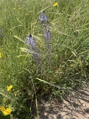 Scilla hyacinthoides