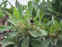 Lophostemon grandiflorus