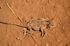 Agama armata