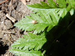 Pterygota