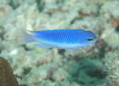 Pomacentrus australis