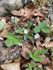 Potentilla carniolica
