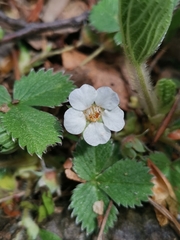 Potentilla carniolica