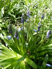Hyacinthoides