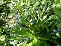 Hyacinthoides