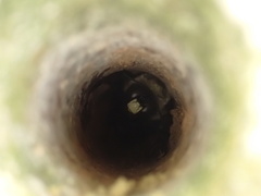 Xylocopa virginica image