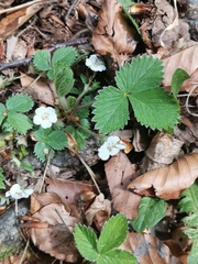 Potentilla carniolica