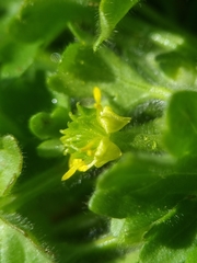 Ranunculus parviflorus