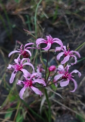 Nerine frithii