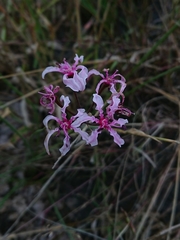 Nerine frithii