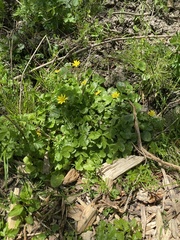 Ficaria verna