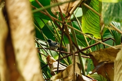 Myrmoderus squamosus