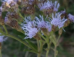 Chromolaena arnottiana