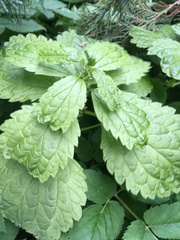 Lamium galeobdolon