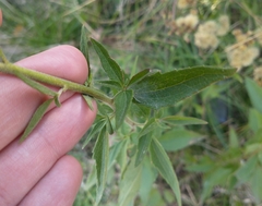 Chromolaena arnottiana