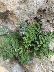 Oeosporangium