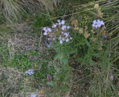 Chromolaena arnottiana