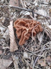 Gyromitra gigas
