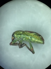 Coniatus tamarisci