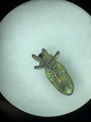 Coniatus tamarisci