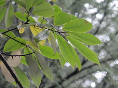 Magnolia martini