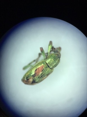 Coniatus tamarisci