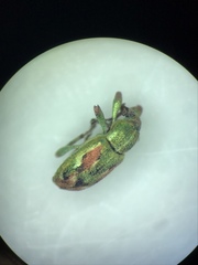 Coniatus tamarisci