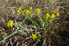 Euphorbia verrucosa