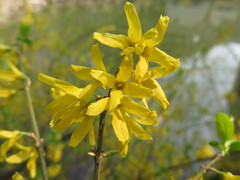 Forsythia viridissima