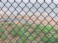 Spizella passerina passerina