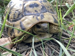 Testudo hermanni