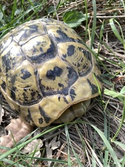 Testudo hermanni