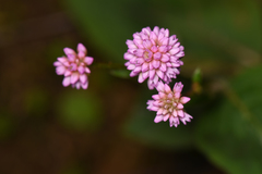 Persicaria capitata
