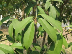 Osmanthus cooperi