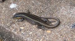 Trachylepis mlanjensis