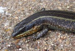Trachylepis mlanjensis