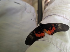 Acraea perenna